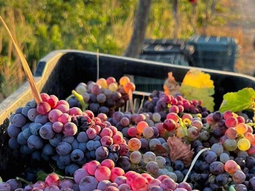 D'Vino Valle De Guadalupe Hotel Ensenada Eksteriør billede